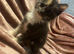 Mainecoon cross kittens