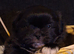 Stunning Shih Tzu puppies looking for Forever Homes
