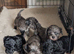 Maltese x Toy Poodle