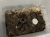 Brazilian Salmon pink goliath tarantulas