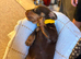 Chocolate and tan miniature dachshunds