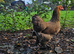 Bantam Brahma hens, NOW LAYING, garden chicken
