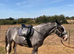 15:2 Blagdon cob gelding