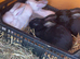 Baby rabbits