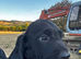 Bavarian Mountain Hound x Springer Spaniel