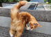 Maine Coon Kitten For Sale