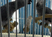 Baby Congo African grey Glasgow