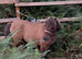 Super 31” registered mare