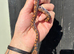 Brazilian Rainbow Boa babies