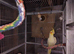 Cockateils