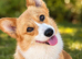 PUREBRED PEMBROKE WELSH CORGI GIRL – LOOKING FOR HER FOREVER HEART HOME
