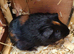 Guinea Pigs