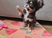 Chocolate Tri-Colour Long-Coat Chihuahua