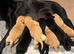 Stunning working Labrador puppies