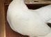 White Pigeons for Sale