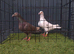 Almond breeder pair