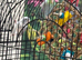Baby parrotlets