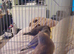 Finches