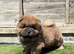 KC registered adorable chow chow puppies