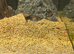 Blue Moscow Guppies