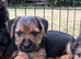 BORDER TERRIER X JRT