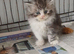 Persian maine coon kittens