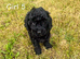 Adorable cockapoo puppie for sale