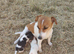 One left! Gorgeous Pedigree Jack Russell Puppies