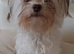 Shorchi puppies