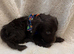 Here we have three stunning cockapoo pups