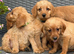 Gorgeous miniature Labradoodle