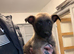 Belgian Malinois pups ready to go 17th July