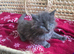 Maine coon kittens