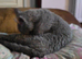 Julio  GCCF Devon Rex