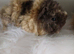 Skinny pigs and carriers