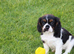 PLAYFUL CAVALIER X PUG PUPPIES FOR SALE