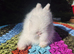 STUNNING TEDDYDWERG BABIES- PARENTS IMPORTED FROM EUROPE