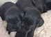 Black schnauzer puppies for sale