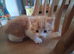 Three beautiful tame kittens