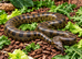 GREEN ANACONDAS
