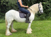 Family pony