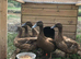 KHAKI CAMPBELL DUCK HATCHING EGGS x6 24 hour tracked post