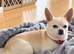 Pure Chihuahua stud