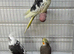 3 cockatiels to go together