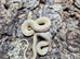 Albino Chequered Garter Snake at Birmingham Reptiles