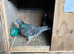 Racing pigeons for sale