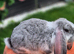 *** French Lop Buck ready to go ***