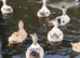 Welsh Harlequin Female Ducks