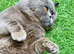 MASSIVE BSH BOY