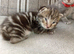 Last 2 kittens ready now!!